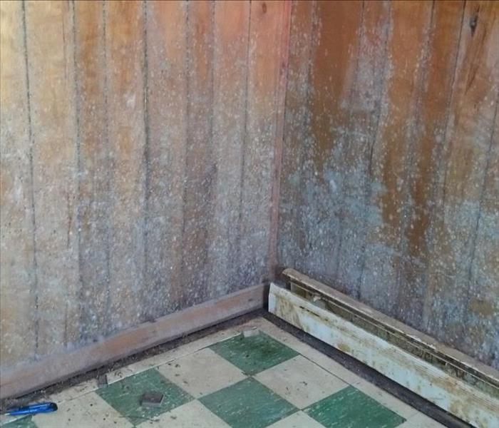 mold growing on wood panel walls and floor heater