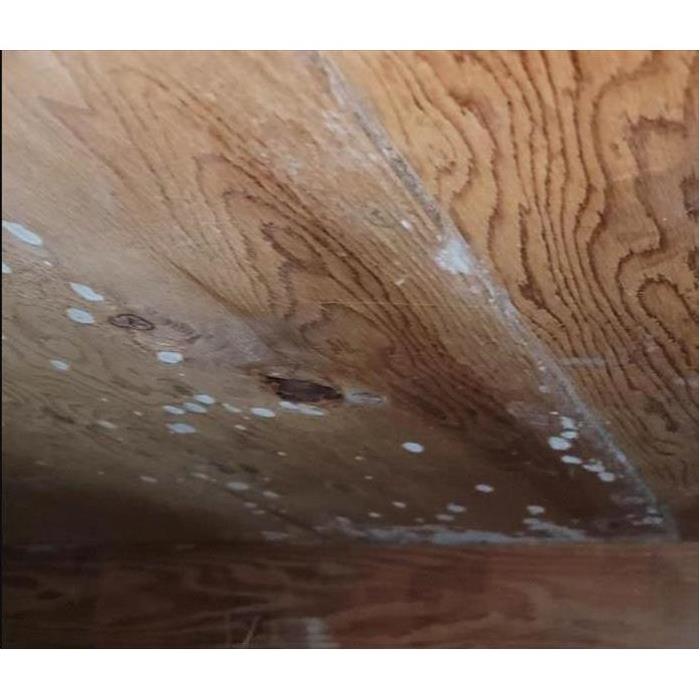 Mold growth on wooden structure
