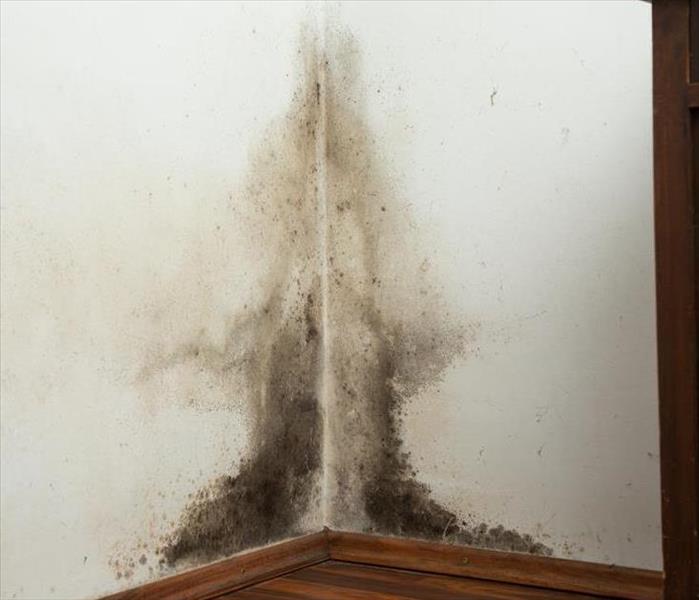 Mold growing in the corner of a wall. 